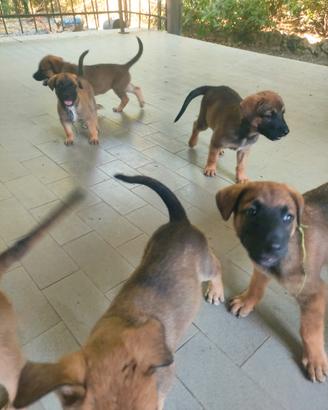Cuccioli cane incrocio pastore belga malinois