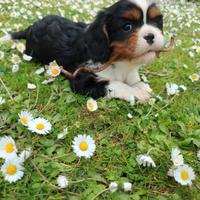 Cavalier king con pedigree enci