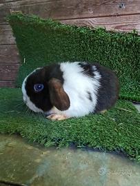 Cuccioli Ariete minilop