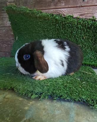 Cuccioli Ariete minilop