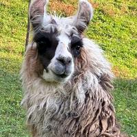 Lama animale