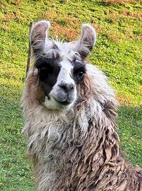 Lama animale