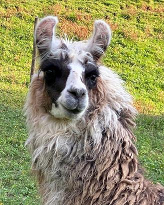 Lama animale