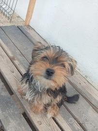 Cuccioli di yorkshire terrier