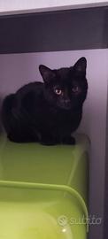 Gatto nero