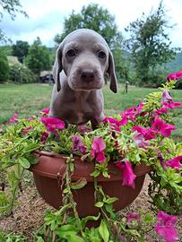 Cuccioli di weimaraner
