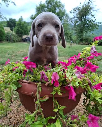 Cuccioli di weimaraner