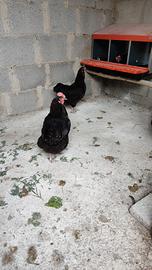Galline di varie razze