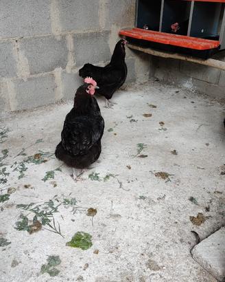 Galline di varie razze
