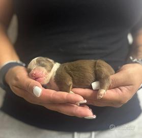 Pedigree anci pastore australiano