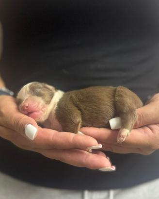 Pedigree anci pastore australiano