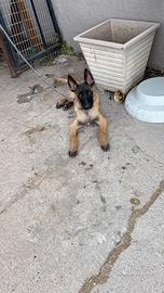 Pastore belga malinois