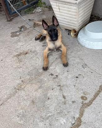 Pastore belga malinois