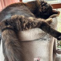 Maschio maine coon non sterilizzato 11 messi