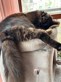 Maschio maine coon non sterilizzato 11 messi