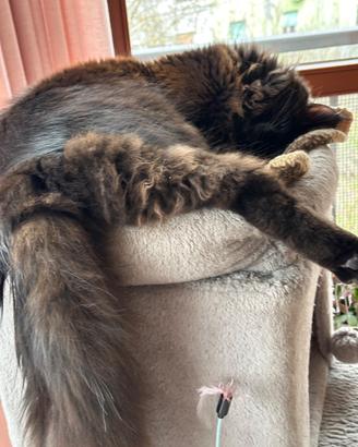 Maschio maine coon non sterilizzato 11 messi