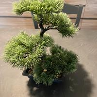 Bonsai finto