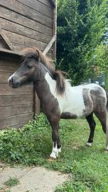 Mini pony