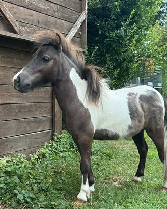 Mini pony