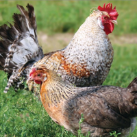 Galline ornamentali Roma Sud ARDEATINA