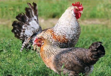 Galline ornamentali Roma Sud ARDEATINA