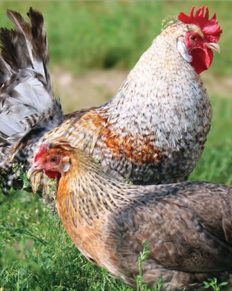 Galline ornamentali Roma Sud ARDEATINA