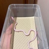 Serpenti del grano