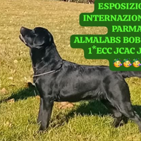 Labrador Maschio disponibile per accoppiamento