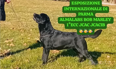 Labrador Maschio disponibile per accoppiamento