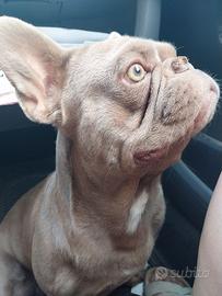 Stallone bulldog francese isabella