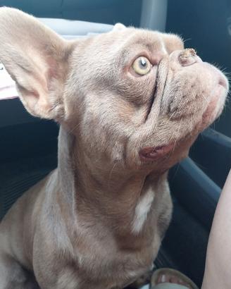 Stallone bulldog francese isabella