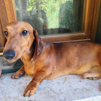 Bassotto arlecchino pelo corto