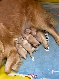 Https:/chi-goldpetinlove.it/