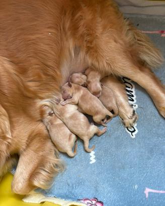 Https:/chi-goldpetinlove.it/