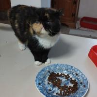 Gatta persiana exotic