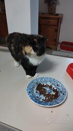 Gatta persiana exotic