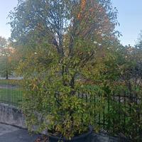 Piante per siepe Olea Fragrans