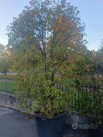 Piante per siepe Olea Fragrans