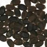 Semi di luffa cilindrica