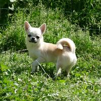 Chihuahua con pedigree Enci disponibili per monta