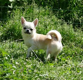 Chihuahua con pedigree Enci disponibili per monta
