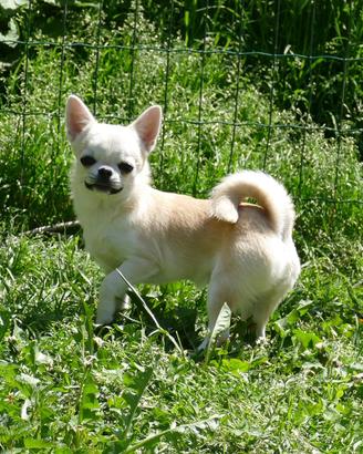Chihuahua con pedigree Enci disponibili per monta