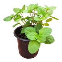 🌿 Menta Verde in vaso Ø16 pronta al trapianto