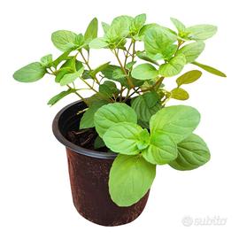 🌿 Menta Verde in vaso Ø16 pronta al trapianto
