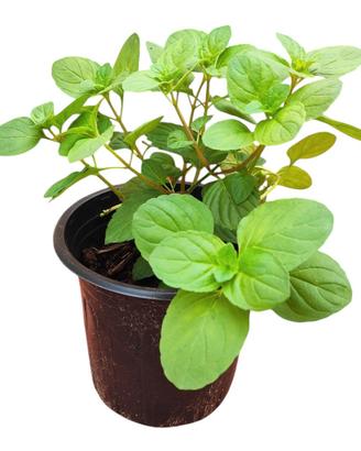 🌿 Menta Verde in vaso Ø16 pronta al trapianto