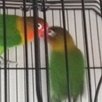 Coppia inseparabili Fischer