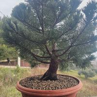 Pre Bonsai Pino Mugo