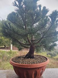 Pre Bonsai Pino Mugo