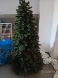 albero solo un anno di vita  altezza 240  euro120