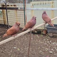 4 piccioni ornamentali